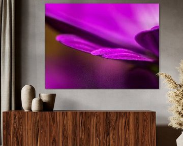 Violettes Blütenblatt van brava64 - Gabi Hampe