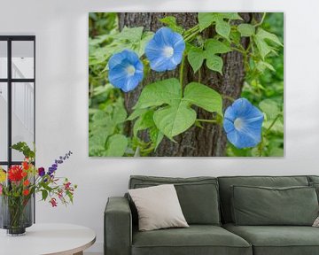 Blue Morning Glory Flowers Growing up a Tree Trunk sur Iris Holzer Richardson