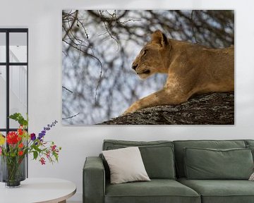 Jonge leeuwin in een boom, haar blik op de horizon. van Martijn Smit