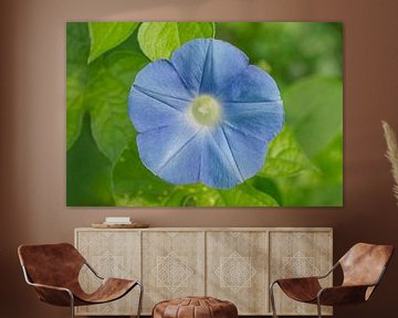 Single Blue Morning Glory On Bright Green sur Iris Holzer Richardson