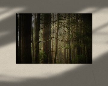 Forest von Pieter  Debie