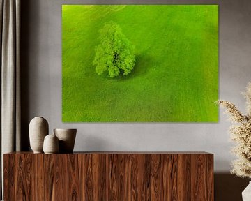 Baum auf einer frischen grünen Wiese im Logar-Tal in Slowenien von Sjoerd van der Wal Fotografie