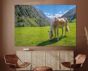 Haflingerpaard in het Venter Tal in de Tiroler Alpen van Sjoerd van der Wal Fotografie