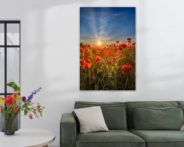 Lovely sunset in a poppy field by Melanie Viola