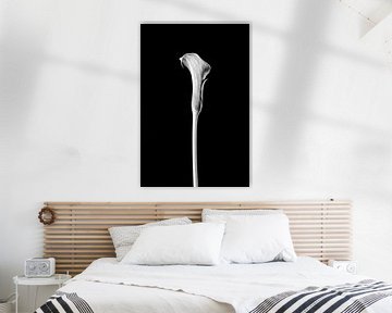 Beauté intemporelle : image en noir et blanc de Calla