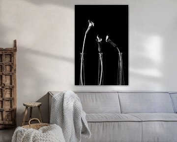 Beauté intemporelle : image en noir et blanc de Calla