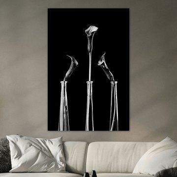 Timeless beauty: black-and-white image of Calla