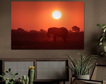 Elefant mit Sonnenuntergang von Annemiek van Eeden