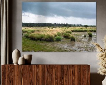 The Kalmthoutse Heide in the rain by Werner Lerooy