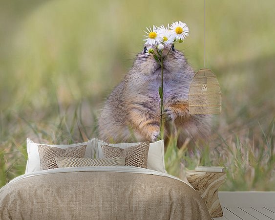 Aperçu de la chambre