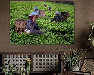 Frauen pflücken Teeblätter in Zentral-Java