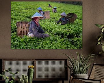 Vrouwen plukken theebladeren in Centraal Java van Anges van der Logt