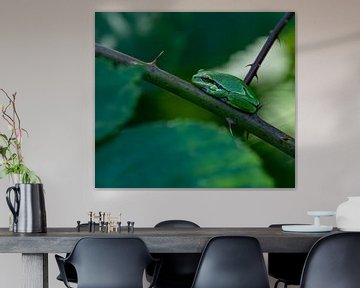 Tree frog