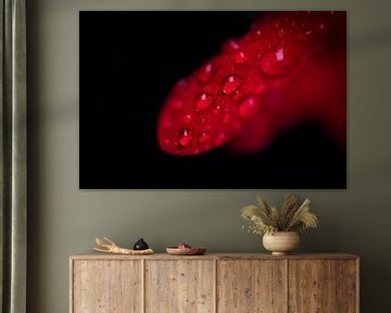 Close up waterdruppels op het rode blad van een petunia van Bianca Fortuin