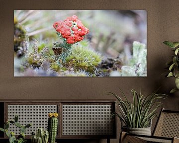 Red cup moss on the Hoge Veluwe by Jaap Meijer