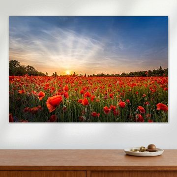 Abends im Mohnblumenfeld