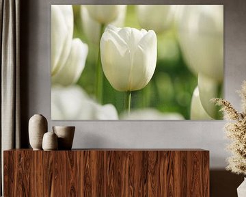 White tulip by Peet Romijn