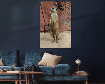 Neugieriges Erdmännchen