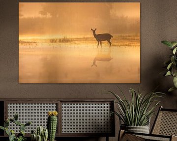 Biche dans la lumière du matin sur Daniela Beyer