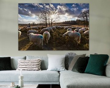 Troupeau de moutons dans la lande du Loenermark dans la réserve naturelle de Veluwe