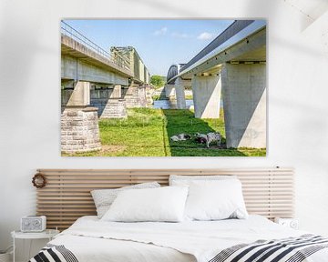 Pont ferroviaire et cycliste reliant Cuijk (Katwijk) - Mook avec des vaches au repos 1 sur Marijke Veltmaat