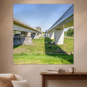 Eisenbahn- und Fahrradbrückenverbindung Cuijk (Katwijk) - Mook mit ruhenden Kühen 2