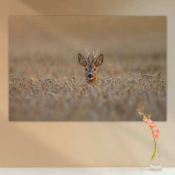 Junger Rehock (Capreolus capreolus) schaut aus einem Weizenfeld in der Paarungszeit im Sommer