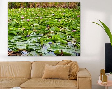 tropical pond with water lilies