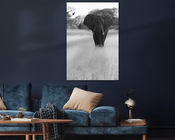 Oude olifant in Serengeti