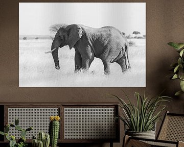 Olifant in nationaal park