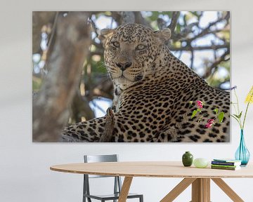 Leopard in tree