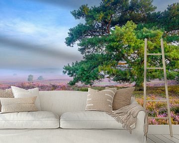 Blooming Heather plants in Heathland landscape during sunrise by Sjoerd van der Wal Photography