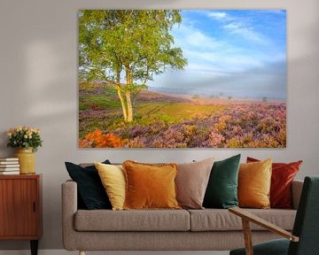 Plantes de bruyère en fleurs dans un paysage de bruyère avec des bouleaux sur Sjoerd van der Wal Photographie