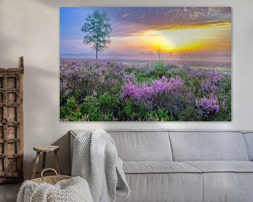 Blooming Heather plants in Heathland landscape with a birch tree by Sjoerd van der Wal Photography