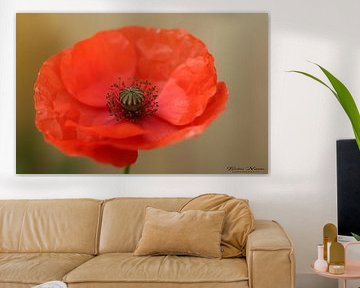 Poppy in bloom by Brigitte Duijnstee