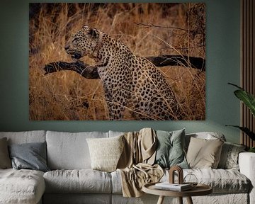 Leopard in the grass of Namibia, Africa by Patrick Groß