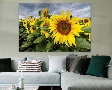 Sunflower field between Stäbelow and Clausdorf near Rostock by Rico Ködder