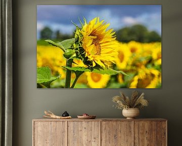 Champ de tournesols entre Stäbelow et Clausdorf près de Rostock sur Rico Ködder