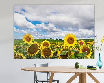 Sunflower field between Stäbelow and Clausdorf near Rostock by Rico Ködder