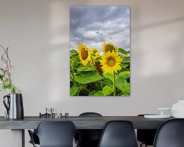 Sunflower field between Stäbelow and Clausdorf near Rostock by Rico Ködder