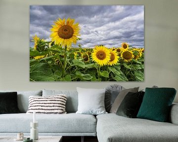 Sunflower field between Stäbelow and Clausdorf near Rostock by Rico Ködder