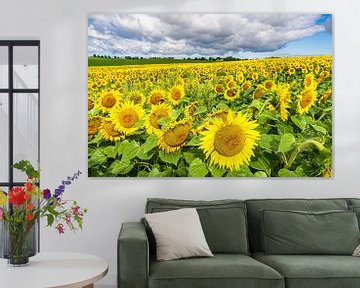 Sunflower field between Stäbelow and Clausdorf near Rostock by Rico Ködder