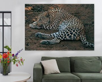 Mannelijk luipaard in Namibië, Afrika van Patrick Groß