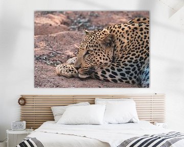 Afrikaanse luipaardkop in Namibië, Afrika van Patrick Groß