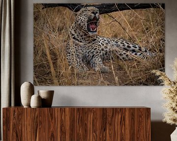 Afrikaanse luipaard in de woestijn van Namibië, Afrika van Patrick Groß