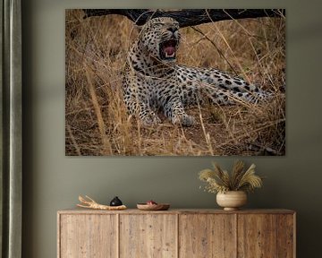 Leopard in der Wüste Namibias, Afrika von Patrick Groß