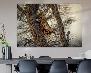 Junger Leopard nach Jagd Namibia, Afrika von Patrick Groß