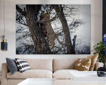 Junger Leopard nach erfolgreicher Jagd Namibia, Afrika von Patrick Groß