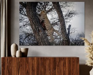 Leopard after successful hunt Namibia, Africa by Patrick Groß