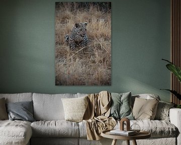 Leopard sitz im Gras in Namibia, Afrika von Patrick Groß